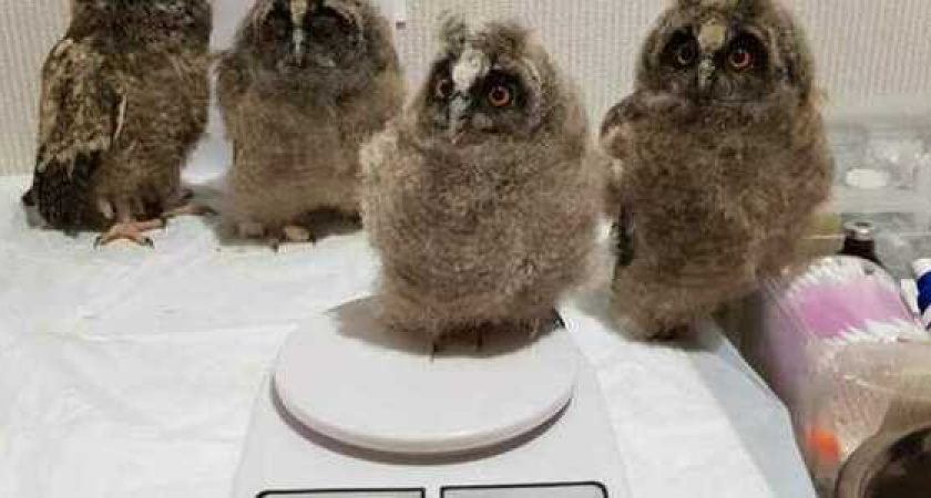 «Цыплята не подходят, нужны мышки». Жителей Кубани просят помочь совятам, найденным в аэропорту