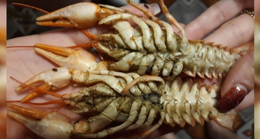 Хозяин заведения предложил жительнице Новороссийска в качестве извинений за некачественный продукт «попить пивка»