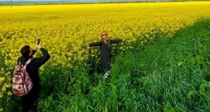Под Новороссийском зацвели рапсовые поля: 10 солнечных снимков и координаты потрясающей фотолокации