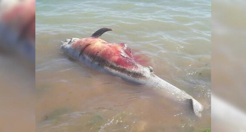 Жители Новороссийска обнаружили в Цемесской бухте растерзанного дельфина