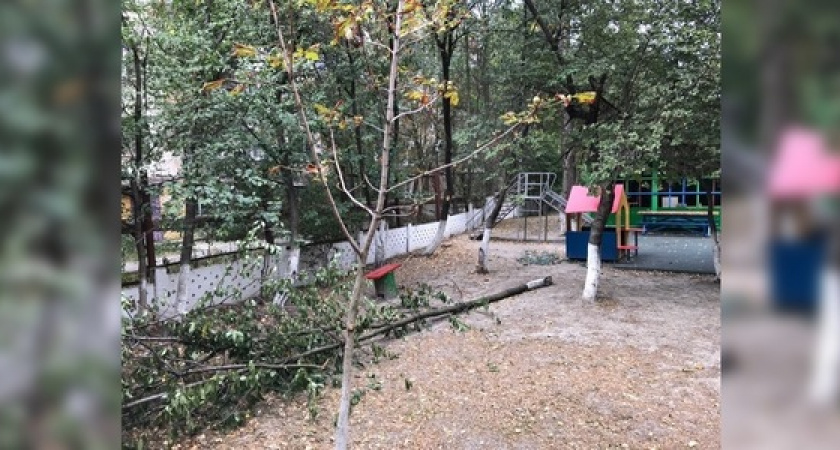 В детском саду Новороссийска дерево рухнуло рядом с игровой площадкой
