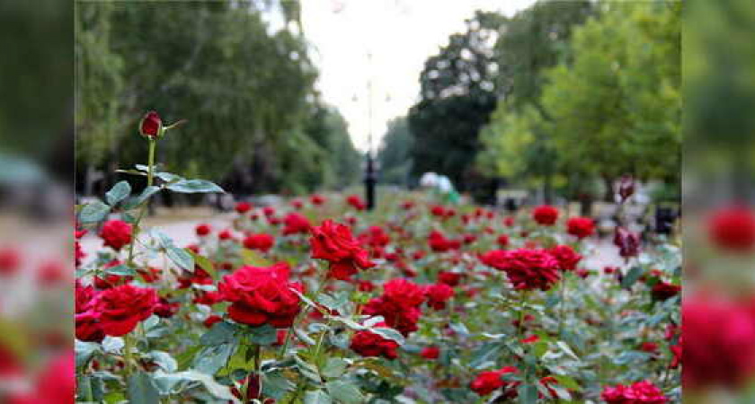 Никколо Паганини и Лили Марлен: в Новороссийске высадят 2000 кустов роз