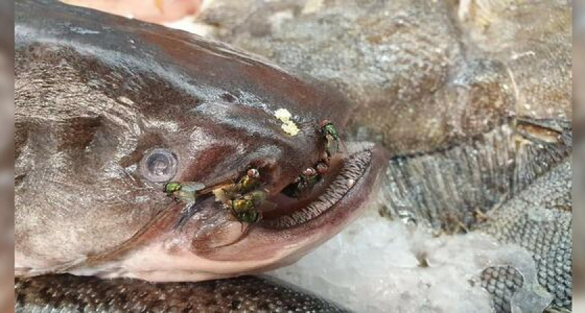 В гипермаркете Новороссийска продают рыбу, просроченную почти на три недели