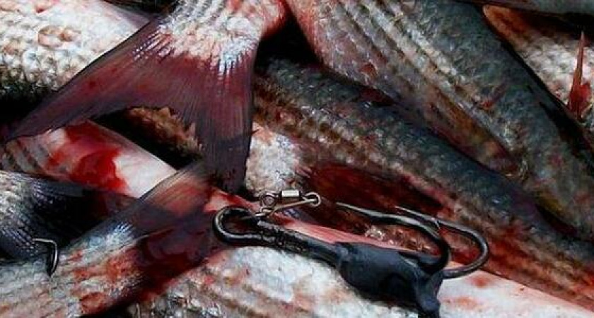 Полиция поймала браконьера в Абрау-Дюрсо под Новороссийском