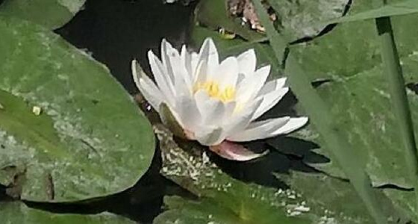 В Новороссийске на Южных прудах распустились белоснежные кувшинки