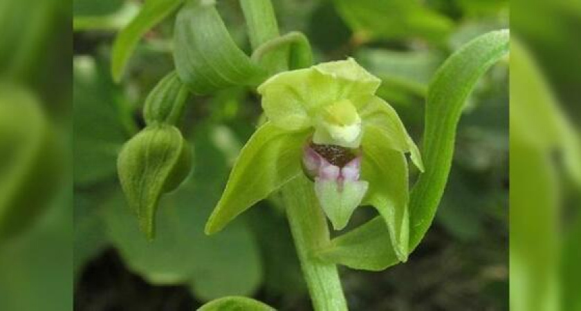 Под Новороссийском нашли новую орхидею: ее назвали «Дремлик черноморский»