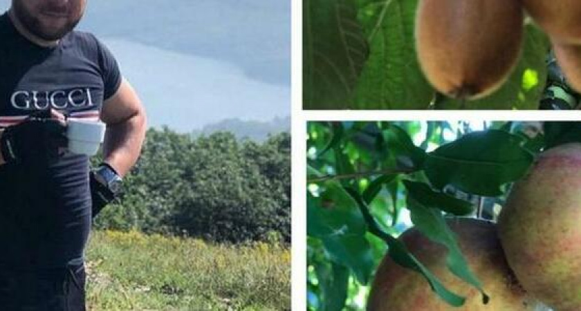 Сочные мандарины и сладкие киви: житель Новороссийска вырастил экзотический сад на своем участке