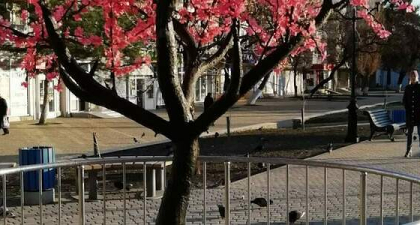 Сакуры в одном из скверов Новороссийска защитили от вандалов