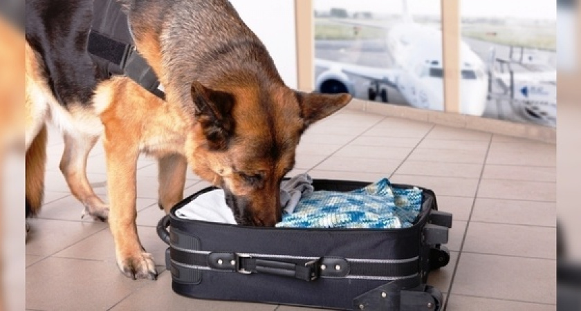 На новороссийском вокзале овчарка Лана нашла в сумке женщины наркотики