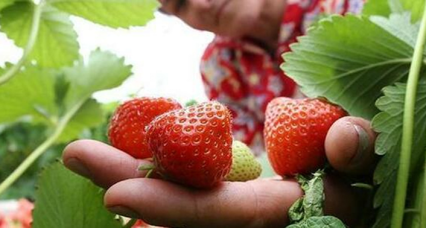 Самосбор в окрестностях Новороссийска: сколько стоит клубника, черешня, персики и где находятся поля и сады с летними лакомствами