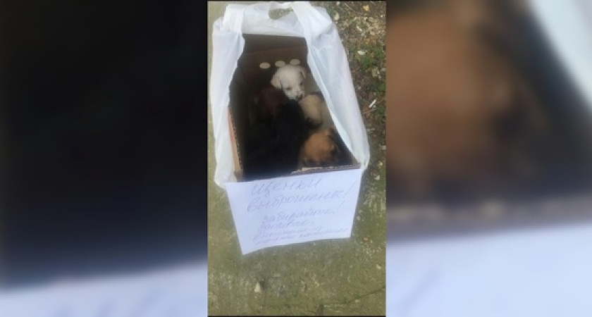 Пятерых щенков выбросили в мусорный бак в центре Новороссийска