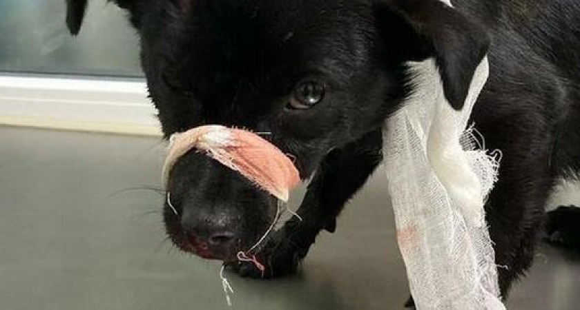 Хозяин, отзовись! Жители Новороссийска подобрали на трассе сбитого щенка