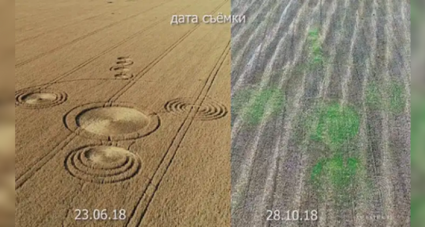 На Кубани второй раз за четыре месяца появились круги на полях