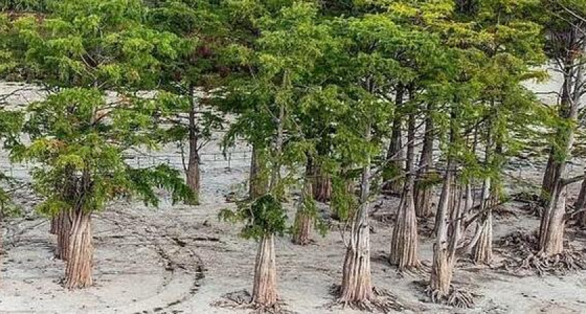 На пересохшем озере Сукко под Анапой появились побеги молодых деревьев: 153 сеянца кипарисов пересадили в питомник