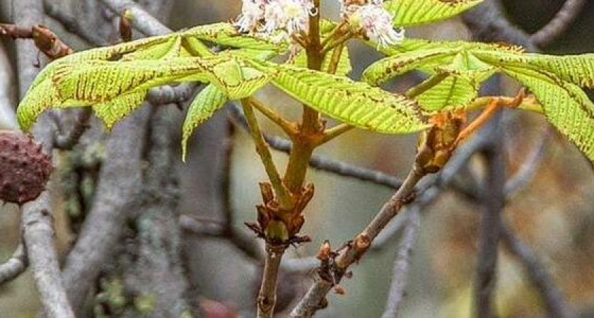 В Новороссийске в ноябре расцвели каштаны