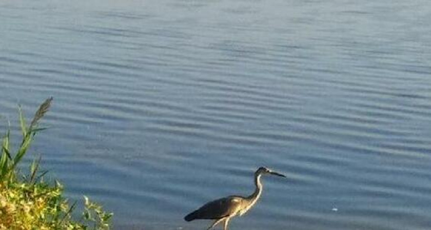 Жительнице Новороссийска удалось сделать снимок серой цапли в Суджукской лагуне: птица не любит фотосессии