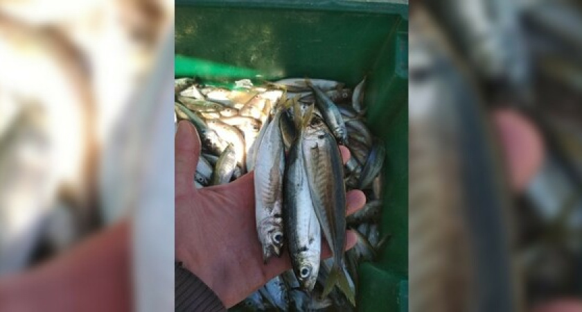5 килограммов за 4 часа: новороссийские рыбаки хвастаются отличными уловами крупной ставриды