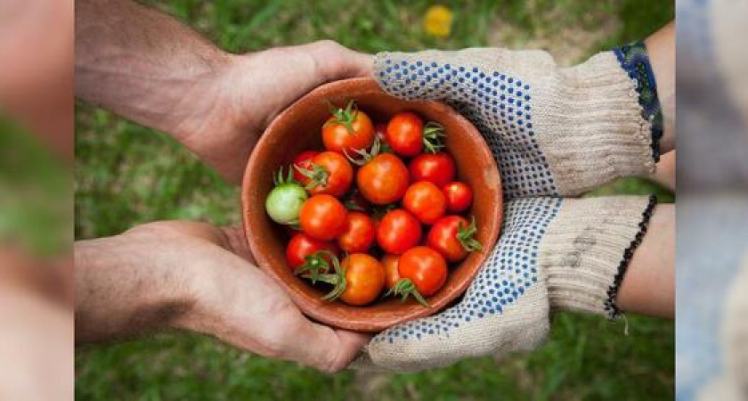 Привычка делиться: новороссийцев приглашают присоединиться к флешмобу и создавать шеринг-сообщества