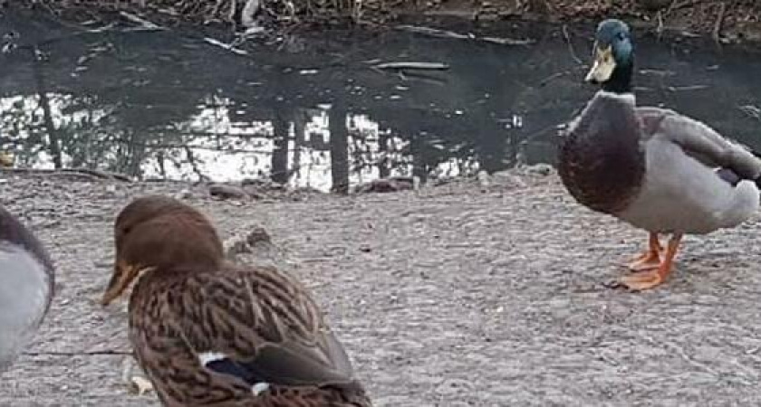 «Официально ручья нет, для нас это канава!»: чиновники, депутаты и активисты обсудили судьбу Пионерской рощи, ручья и детского сада