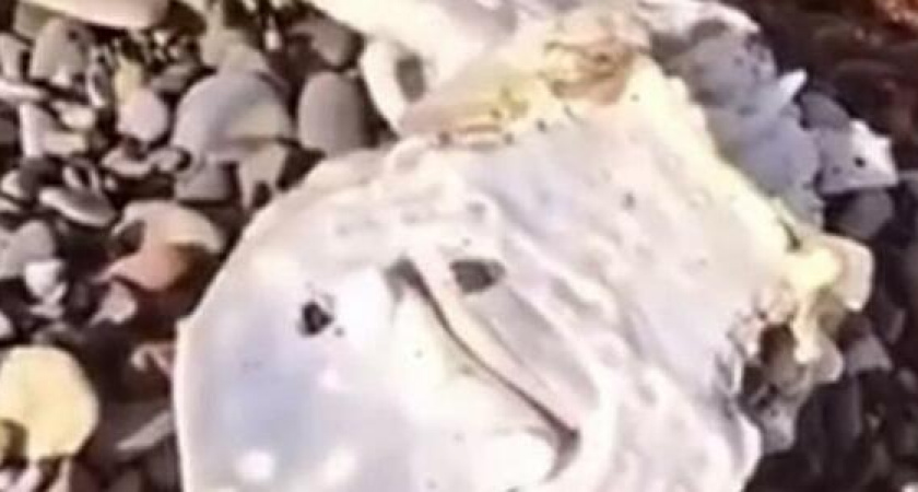 Местные жители обнаружили мертвого ската на пляже под Новороссийском