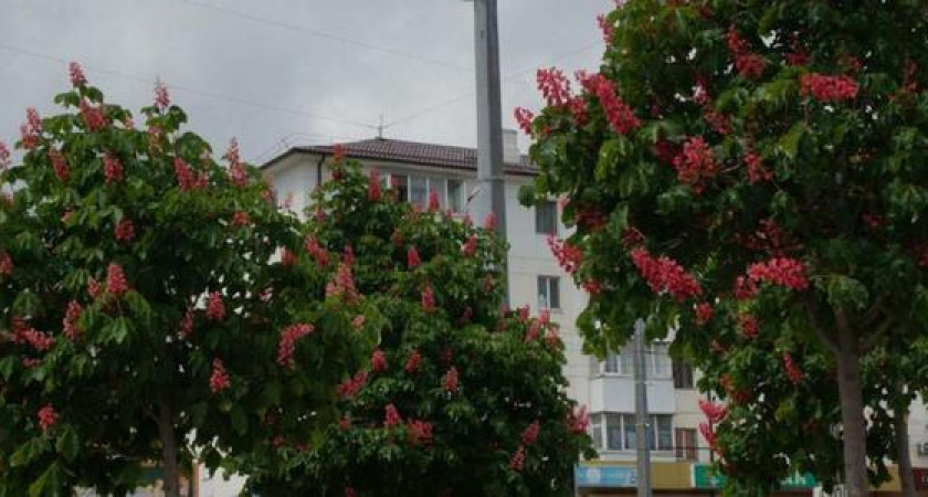 До +26 градусов. В мае в Краснодарском крае температура воздуха ожидается выше нормы