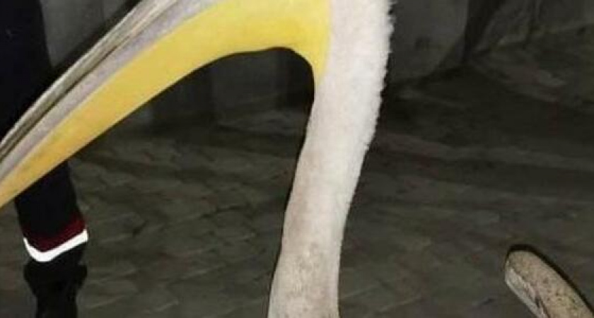 Пеликан, найденный в порту Новороссийска, мог использоваться контрабандистами для перевозки бриллиантов