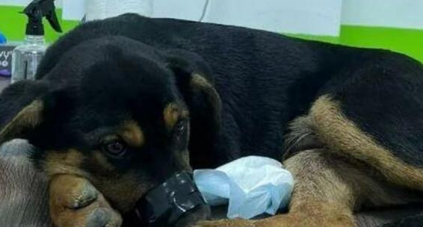 В Новороссийске на дороге сбили щенка и бросили умирать в кювет