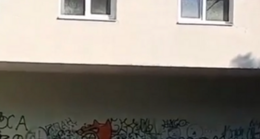 «Лай, вой и смердящая вонь!» офис в центре Новороссийска превратили в собачью будку