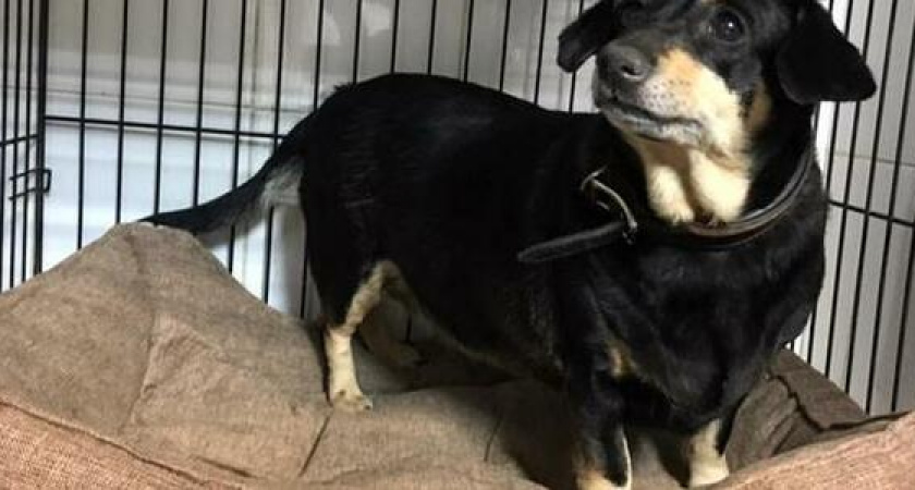 «Собака плачет вторые сутки!»: хозяева бросили питомца в ветеринарной клинике Новороссийска