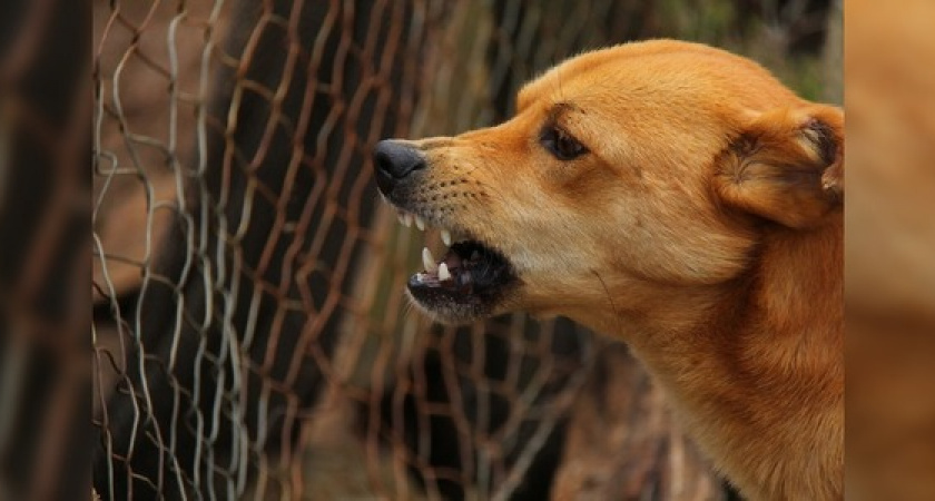 Под Новороссийском собака разорвала лицо трехлетней девочке