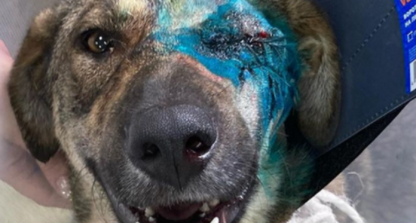 В Новороссийске собаку расстреляли из дробовика