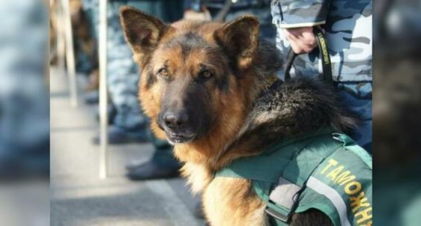 Сотрудницу новороссийской таможни осудили за подмену служебной собаки