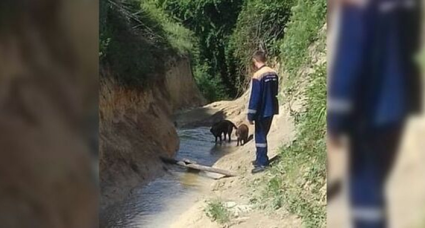 В пригороде Новороссийска спасатели достали из русла реки двух собак