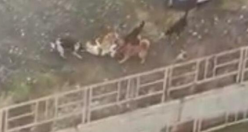 «Дочь вся в ссадинах и царапинах!»: под Новороссийском стая бродячих псов чуть не растерзала девочку