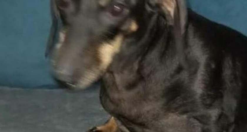 «У меня гематома, у собаки – рассечение!»: в Новороссийске женщина напала на девушку и ее собаку