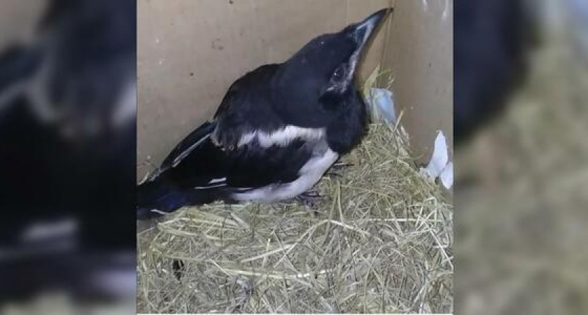 Волонтеры Новороссийска выхаживают покалеченного птенца сороки