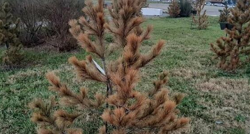 В Новороссийске на Малой Земле погибают кедры Великой Победы