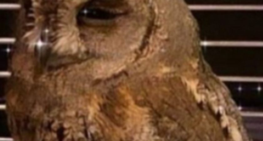 В кофейне Новороссийска держали маленького совенка в жутких условиях