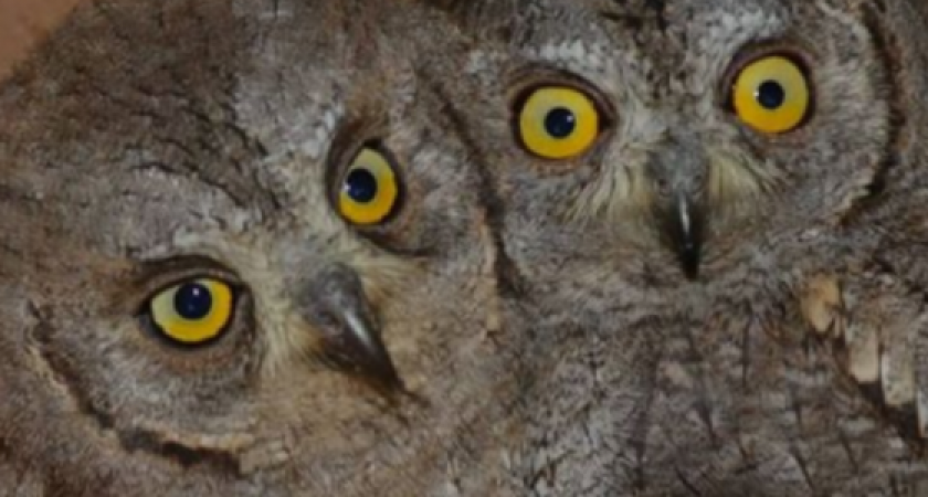 Боролись с лихорадкой Западного Нила и нехваткой вольеров: как прошел 2021 год у 136 птиц, проходивших реабилитацию в Новороссийске