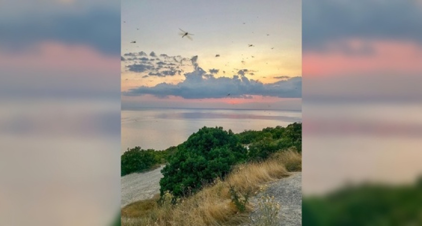 «Закат со стрекозами»: насекомые заполонили Черноморское побережье