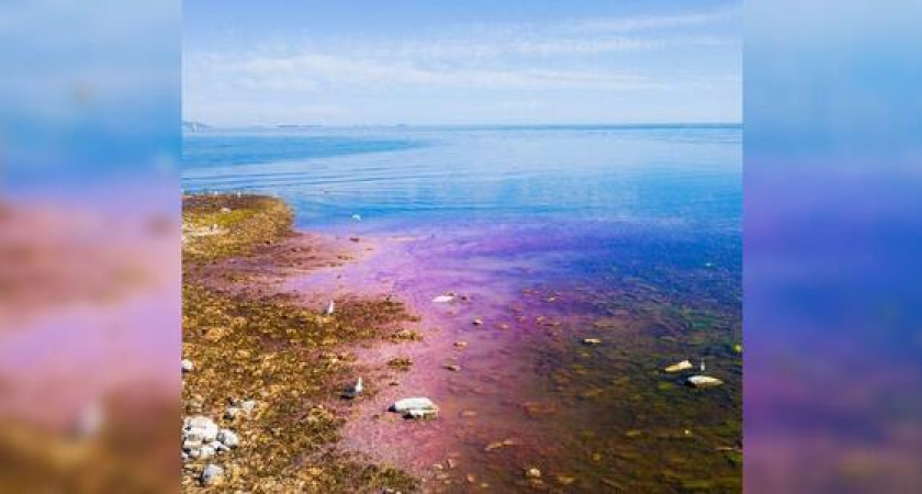 Воды у острова Суджук окрасились в насыщенно-розовый цвет