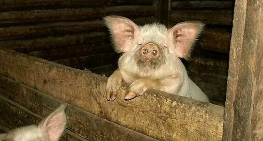 Стали известны результаты заседания суда по делу о «свиноферме», из-за которой задыхаются жители Новороссийска