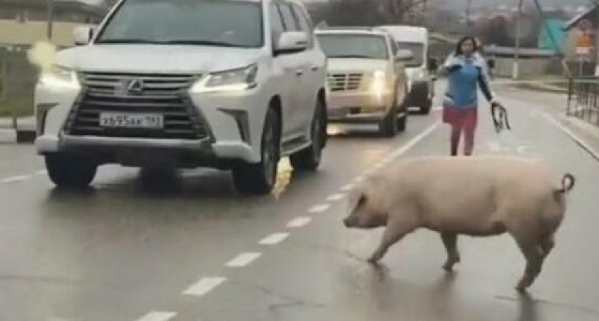 "Бежит на Новогодний стол!": в Новороссийске по дороге бегает свинья