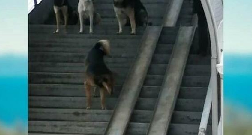 Жители Новороссийска боятся ходить по надземному переходу из-за своры бродячих псов