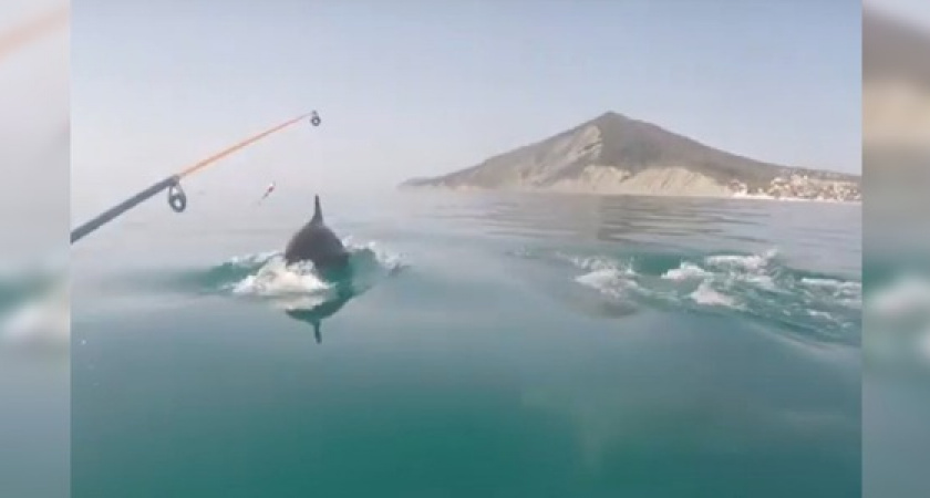 Рыбаки Новороссийска сняли на видео, как дельфины отгоняют ставриду от лодки