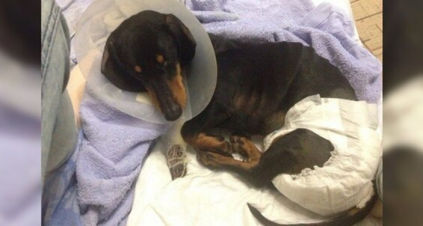 Хозяева таксы, сбитой «Мерседесом», просят помощи у новороссийцев