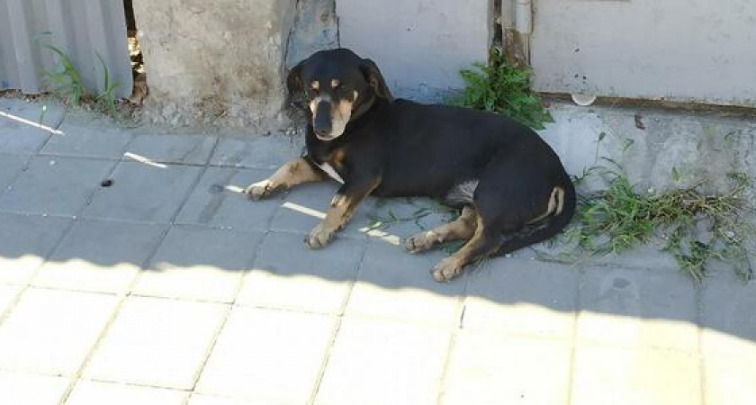 В Новороссийске преданная такса три года сидит на одном месте (собака даже попала на Яндекс-панорамы)