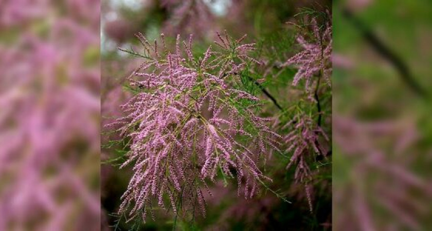 Тамарикс украсил мелким редким бисером набережную Новороссийска