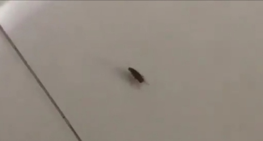 По Центральному рынку Новороссийска бегал огромный мадагаскарский таракан (видео)