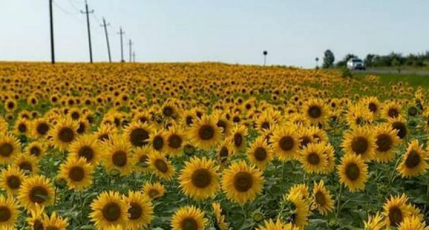 Миллион маленьких солнышек: на полях под Новороссийском зацвели подсолнухи - 15 ярких фото